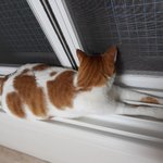 나의 동거묘 <b>도칠</b>이 한여름의 눕방쇼..