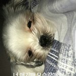 [댓글부탁해] 홍원이네 강아지 이름 <b>앵두</b>야