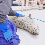 [댓글부탁해] 롤진데 잦남깔자 <b>마미</b>잘까 부찬몾