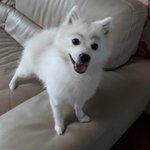 [댓글부탁해] 우리 강아지 <b>눈썹</b> 그려줌