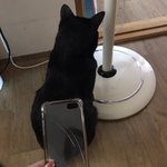 [거먐미] 우리집 고양이 <b>수염</b>빠짐 ㅋㅋㅋㅋ