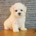 [조언부탁해] 강아지 키우려는데