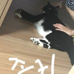 [EXO] 우리집 <b>개냥</b>이 귀엽디