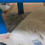 [댓글부탁해] 강쥐 키우는 사람 있으면 도와주라ㅜㅜ