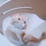 [고양이] 먼치킨, 막내 늘이를 <b>소개</b>합니다 3