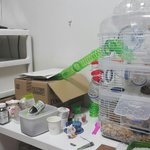 햄스터 육아 <b>관찰</b>기 11일째