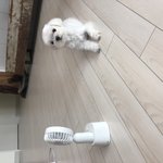 [강아지] 더운여름 강아지 꿀템!