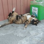 <b>봉이</b> 인증한다