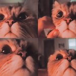 [고양이] 페르시안 친칠라 뚠뚜니 너굴이 2탄