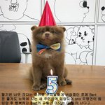 행복 되찾은 곰돌이, 아니 포메라니안