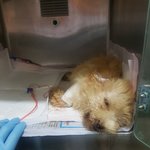 [강아지] 파보를 견디고 있는 꼬맹이