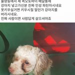 [<b>명랑</b>엽떡] 강아지 버리는 법도 가지가지