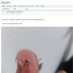 [<b>명랑</b>엽떡] 모기 박제