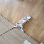 일년넘게 키운 우리 <b>치즈</b> 새로운 가족을 찾을 수 있을까요?