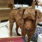 [사이다<b>원샷</b>] 강아지를...때린 미친놈들...복수전!!!