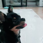 [드루와] 우리 강아지 사진!