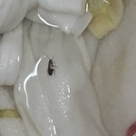 [댓글부탁해] 이거 무슨벌레야? 미니 <b>바퀴</b>벌레일까?