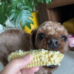 [강아지] (사진) <b>헐크</b>가 왔어요 :)