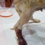 [강아지] 3개월 파보 꼬맹이 좀 봐주세요
