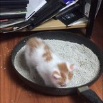 [고양이] 퇴근하는 길에 만난 우리 고냥이2