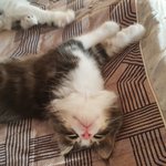 [고양이] [냥선생] 애기들이었을때의 시절이예요