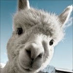 [19] 나 알파카임 질문해