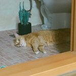 여름<b>나기</b>