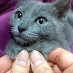 첫째 고양이 소개합니다-1