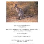 [<b>명랑</b>엽떡] 우리가 알고 있는 캥거루