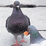 근데 왜 요즘 비둘기는 안<b>도망</b>감??
