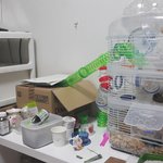 황개리 햄스터관찰 연구소 새끼 <b>이주</b>째~~