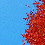 [댓글부탁해] 내게 오려던 <b>연약</b>한 슬픔이 또 달아날 수 있게