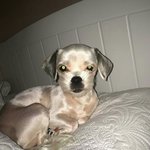 [댓글부탁해] 홍원이<b>네집</b> 강아지 사진