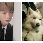 [강다니엘] <b>갑분</b>멈
