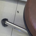 [댓글부탁해] 이거 <b>바퀴</b>벌레임????