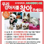 요크셔테리어를 찾습니다