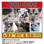 노령견 쑨이를 찾습니다