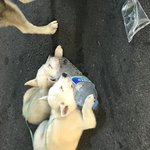 [댓글부탁해] 얘들아 혼자 <b>or</b> 친구랑 일본 여행 오바냐