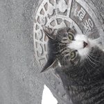 [댓글부탁해] 길냥이 이름 추천좀