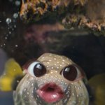<b>스냅</b>챗 복어필터 개존귀