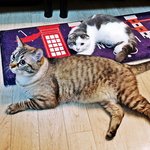 [고양이] [지투] 스코티쉬 폴드 아기냥 지투와, 샴 개복치냥 <b>타코</b>...