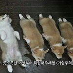 테런 ㄹㅇ <b>레어</b>닉 먹으면