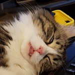 [고양이] [냥선생] 한여름 배게는 역시 물티슈지