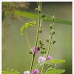 8월의 시, 청춘시, 아! / 허영자