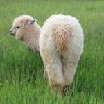 [19] <b>와오</b>ㅓ 나도 엉덩이.. 빛삭