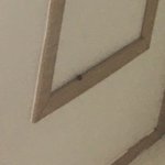 [이것좀봐줘] 방에 바퀴벌레 나왔는데 도와주세요ㅠㅠ제바류ㅠㅠㅠㅠㅠㅠ