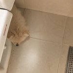 놀래라 우리강아지