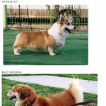 [<b>명랑</b>엽떡] 웰시코기 유전자의 위엄