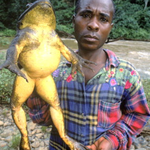 [고양이] 환경부 입법예고 외래종차단을 위한 찬성이 필요합니다.