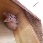 이쁜울<b>아가</b>들.. 그러나..고민입니다..